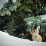 Winterferien am Walchsee